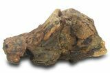 Partial Triceratops Partial Nose Horn (Epinasal) - Wyoming #377964-3